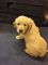 Golden retriever cachorros