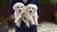 Golden Retriever cachorros para la venta - Foto 1