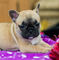 Gorgeous french bulldog pups, solo quedan 2 chicas (una fawn, una