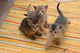 Gratis abisinio gatitos disponibles - Foto 1