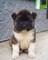 Gratis akita perritos disponible