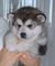 Gratis alaska malamute perritos disponible