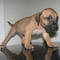 Gratis Boerboel cachorros disponibles - Foto 1