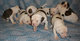Gratis Bulldog americano perritos disponible - Foto 1