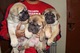 Gratis bullmastiff Cachorros - Foto 1