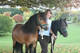 Gratis caballos dartmoor disponibles