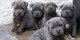 Gratis Cachorros staffordshire bull terrier - Foto 1