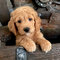 Gratis goldendoodle perritos