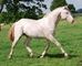 Gratis Húngaro warmblood caballo disponibles - Foto 1
