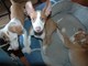 Gratis perro ibizan perritos