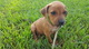 Gratis rhodesian ridgeback cachorro disponibles - Foto 1