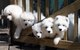 Gratis samoyedo cachorros