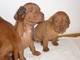 Gratis Vizsla húngaro perritos - Foto 1