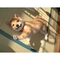 Hermosa hembra japon shiba inu