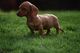 Hermosa oro niña ahora dachshund cachorros disponibles listos par