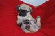 Hermoso pug cachorros