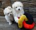 Hermosos cachorros boloñeses en venta - Foto 1