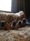 Impresionante camada de 4 cachorros Bulldog francés listo - Foto 1