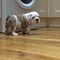 Impresionantes bulldog cachorros listos para navidad