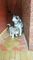 Kc registrado cachorros del Malamute de Alaska para la venta - Foto 1