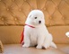 Limpio y Puro Blanco Samoyedo Cachorros Para la Venta - Foto 1