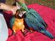 Loros del macaw del azul y del oro listos