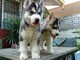 Lovely syberian husky pupies para la adopción