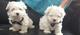 Maltes cachorros registrados para adopción - Foto 1