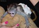 Monos capuchinos para María Navidad - Foto 1