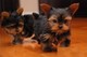 Pequeños cachorros Yorkie para la venta - Foto 1