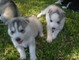 Perrito del husky siberiano con los ojos azules