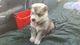 Perritos del Malamute de Alaska para la venta - Foto 1