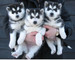 Perritos siberian husky sobresalientes