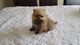 Pomeranian Male Puppy - Foto 1