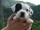 Regalo Bull terrier mini super bajitos - Foto 1