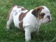Regalo bulldog inglés cachorros para adopción - Foto 1