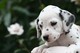 Regalo cachorros de dalmatas, machos y hembras - Foto 1
