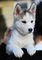 Regalo Cachorros Husky Siberiano - Foto 1