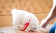 REGALO Cachorros Samoyedo - Foto 1