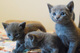 Regalo Gatos rusos azul listo - Foto 1