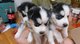 Regalo kc siberianos observado azul huskies cachorros