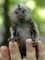 Regalo pequeño lindo monos tití - Foto 1