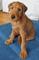 Regalo terrier irlandés Perrito disponible - Foto 1