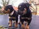 Rottweilers cachorros listo ahora - Foto 1
