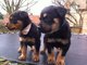 Rottweilers cachorros listo ahora