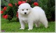 Super Lindo Cachorros Samoyedo - Foto 1