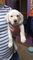 Última raza pura cachorro de Labrador de oro - Foto 1