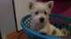 West Highland Terrier cachorros - Foto 1