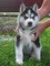 3 espléndido macho y hembra husky siberiano cachorros - Foto 1