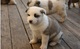 Adorable akita cachorros disponibles ahora para su adopción